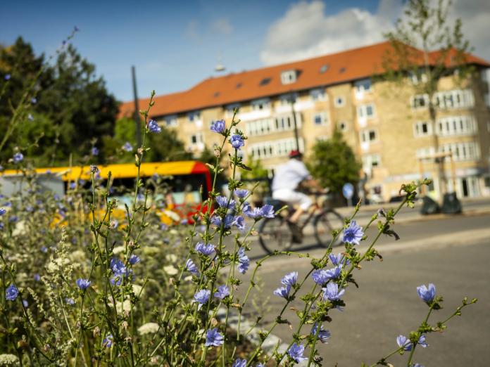 Blomsterbed gul bus i baggrunden og boligblok