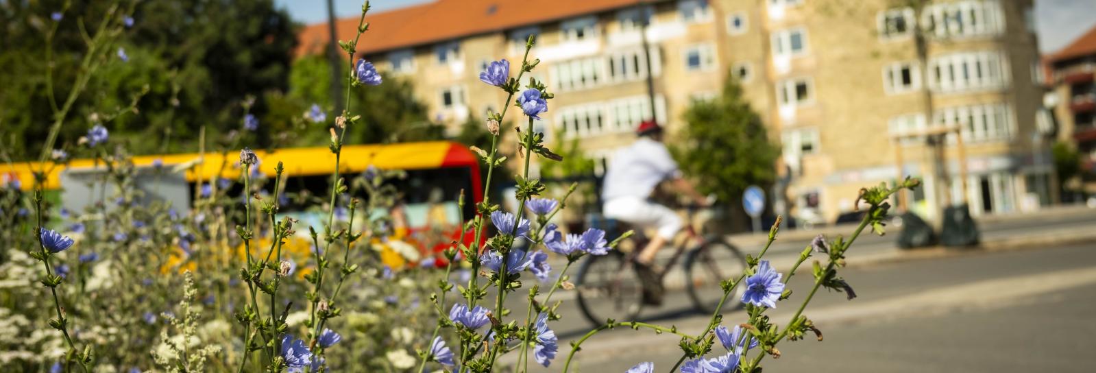 bybillede med blomster bus og cyklist